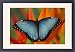 Framed Prints of Sammamish Washington from Danita Delimont