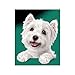 Cesar Minis Wet Dog Food Tender Loaf in Sauce, Angus Beef Flavor, (24) 2.64 oz. Easy Peel Twin Pack Trays
