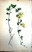 Flowers C1880 Colour Plate Flora Money-Wort Plant