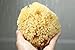 Sea Yellow Sponge 4-5