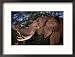 Elephant (Loxodonta Africana) Bull Eating Acacia, Mana Pools Nat. Park, Mashonaland West, Zimbabwe Framed Photographic Poster Print by Mitch Reardon, 21x17 Image