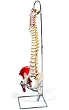 3B Scientific A58/7 Deluxe Flexible Spine Model with Femur Heads and Painted Muscles, 32.7" Height