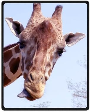 Nice Colorful Giraffe Fleece Throw Blanket - Blanket 40" x 50" (Small)