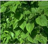 Wild Yam Root Tea