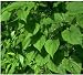 Wild Yam Root Tea