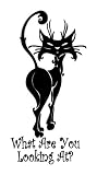 Sassy Kitty 