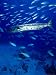 A Barracuda in Natural Habitat, Virgin Islands (UK) Photographic Poster Print by Greg...