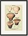Black Framed/Matted Print 17x23, Edible Fungi: Cup Shaped Puff-Ball