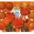 That Lucky Old Sun (CD/DVD)