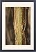 Framed Prints of WAT-14775 Jatropha Tree - bark from Ardea Wildlife Pets