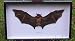 Butterflies By God - Fruit Bat - Cynopterus Species (Large)