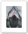 Black Iris, 1906 by Georgia O'Keeffe 5"x7" Art Print Poster
