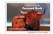 Highland Cow Postcard Book