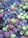 Catawba Grape Vine One Gallon Plant