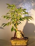Bonsai Boy's Oriental Ficus Bonsai Tree - Root over Rock ficus orientalis Bonsai Boy's Oriental Ficus Bonsai Tree - Root over Rock ficus orientalis