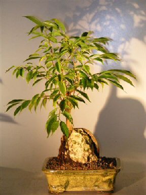 Bonsai Boy's Oriental Ficus Bonsai Tree - Root over Rock ficus orientalis