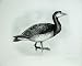 1906 The Barnacle Goose Bernicla Leucopsis Adult Bird