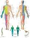 Spinal Nerves Chart
