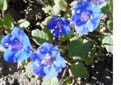 California Bluebells - 5,700 Seeds in Each Packet with Free Shipping