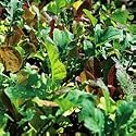 Organic Mesclun Salad Mix
