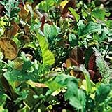 MesclunSaladMix500Seeds