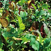 Organic Mesclun Salad Mix 600 Seeds - Harvest Daily!