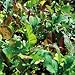 Organic Mesclun Salad Mix 600 Seeds - Harvest Daily!