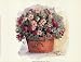 Impatiens Portrait - Poster by Peggy Abrams (8x6)