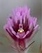 Photographic Prints of Purple Owls Clover (Exserted Indian Paintbrush) (Escobita) (Castilleja from Robert Harding