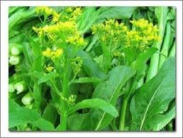 3x Organic Flowering Bok Choy Pak Choi Chinese Cabbage Seeds, Thailand