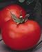 Better Boy Tomato 4 Plants - One of the Best - ORDER NOW!