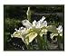 Butter & Sugar Siberian Iris Photograph Emerging Artists Photographic Poster Print by...
