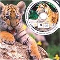 Tiger DVD Theme Card - DVD Greeting Card for Any Occasion