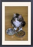 Framed Prints of Norwegian Silvery Tabby - mackerel a white - by dry food and water bowl from Ardea Wildlife Pets