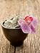Wallmonkeys Peel and Stick Wall Decals - Mud and Orchid Natural Wellness Spa Concept - Removable Graphic
