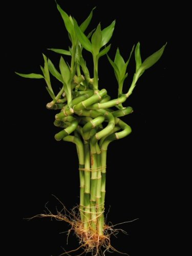 10 stalks of 6 inch SPIRAL Lucky Bamboo (12 tall top to bottom)