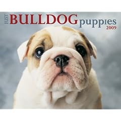 Just Bulldog Puppies 2009 Calendar