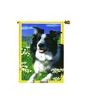 Lacey Border Collie