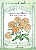 Alyssum Seeds - Summer Peaches - Honey Scented