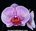 Phalaenopsis Orchid Collection (5 - 4" plants)