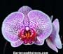 Phalaenopsis Orchid Collection (5 - 4" plants)