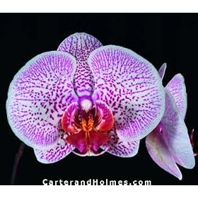 Phalaenopsis Orchid Collection (5 - 4" plants)