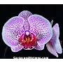 Phalaenopsis Orchid Collection (5 - 4" plants)