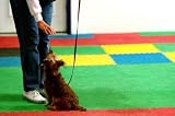 Dog Sits in Obedience Class and Waits for Treat - 24"W x 16"H - Peel and Stick Wall Decal by Wallmonkeys