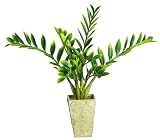 Zamioculcas Silk Plant w / Vase - B001RMKC8U