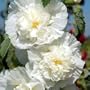 Hollyhock 'Chater's Double Icicle' Flower Seeds
