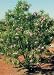 Timeless Beauty Desert Willow, Five Gallon Container by Monrovia Growers