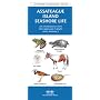 Assateague/Chincoteague Seashore Life: An Introduction to Familiar Species (A Pocket Naturalist Guide)