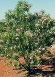 Timeless Beauty Desert Willow, Five Gallon Container by Monrovia Growers