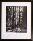 Framed REDWOODS Fiat Lux Founders Grove Ansel Adams